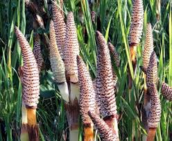 Attēlu rezultāti vaicājumam “Equisetum telmateia”