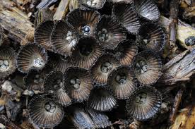 Attēlu rezultāti vaicājumam “Cyathus striatus”