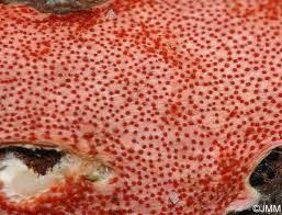 Attēlu rezultāti vaicājumam “Hypomyces armeniacus”