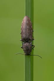 Attēlu rezultāti vaicājumam “Actenicerus sjaelandicus”