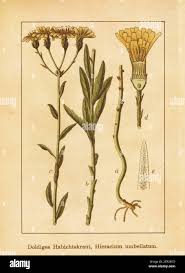 Attēlu rezultāti vaicājumam “Hieracium umbellatum”