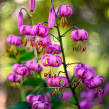 Attēlu rezultāti vaicājumam “Lilium martagon flower”