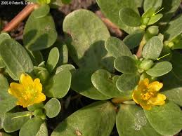 Attēlu rezultāti vaicājumam “Portulaca oleracea leaf”