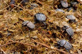 Attēlu rezultāti vaicājumam “Aphodius sp. imago”