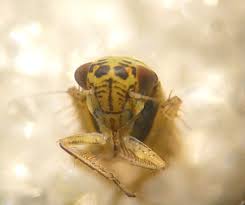 Attēlu rezultāti vaicājumam “Macrosteles nymph”