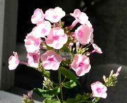 Image result for Phlox paniculata `Bright Eyes`