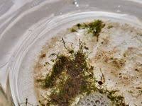 Attēlu rezultāti vaicājumam “Hygroamblystegium tenax”