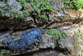 Attēlu rezultāti vaicājumam “Physarum bryocorticola sessile”