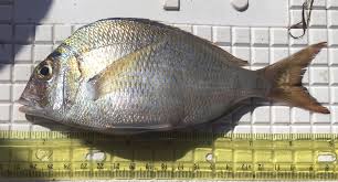 Image result for Stenotomus chrysops