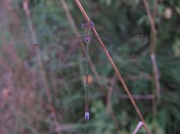 Attēlu rezultāti vaicājumam “Lestes virens”