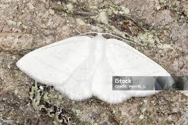 Attēlu rezultāti vaicājumam “Cabera pusaria”