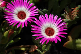 Image result for Mesembryanthemum criniflorum