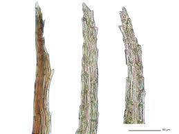 Attēlu rezultāti vaicājumam “Dicranella crispa”