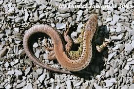 Attēlu rezultāti vaicājumam “Lacerta agilis”