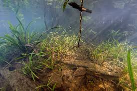 Attēlu rezultāti vaicājumam “Ceratophyllaceae”