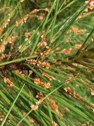 Attēlu rezultāti vaicājumam “Coleosporium sp.”