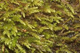 Attēlu rezultāti vaicājumam “Leskea polycarpa”