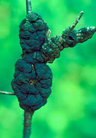 Attēlu rezultāti vaicājumam “Badhamiopsis macrospora spores”