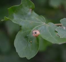 Attēlu rezultāti vaicājumam “Geocrypta galii”