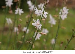 Image result for Asphodelus fistulosus