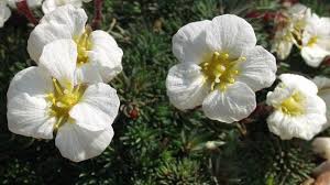 Attēlu rezultāti vaicājumam “Saxifragaceae”