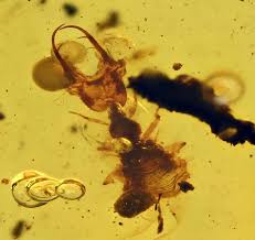 Attēlu rezultāti vaicājumam “Myrmeleontidae”