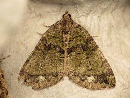 Attēlu rezultāti vaicājumam “Hydriomena furcata”