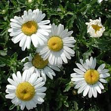 Image result for Chrysanthemum leucanthemum