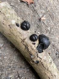 Attēlu rezultāti vaicājumam “Daldinia concentrica”