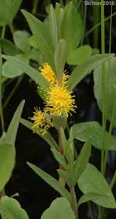 Attēlu rezultāti vaicājumam “Lysimachia thyrsiflora”
