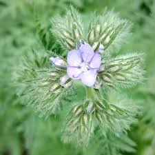 Attēlu rezultāti vaicājumam “Phacelia tanacetifolia flower”