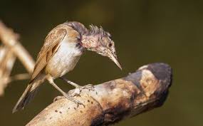Attēlu rezultāti vaicājumam “Acrocephalus arundinaceus adult”