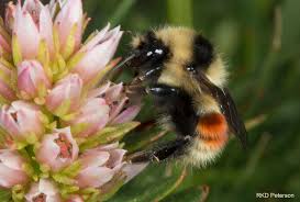 Attēlu rezultāti vaicājumam “Bombus”