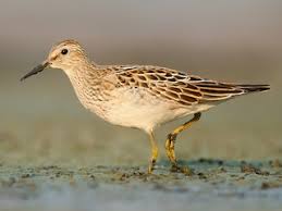 Image result for Calidris melanotos