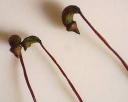 Attēlu rezultāti vaicājumam “Sciuro-hypnum curtum”