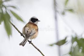 Attēlu rezultāti vaicājumam “Remiz pendulinus adult”