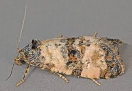 Attēlu rezultāti vaicājumam “Cochylis dubitana”