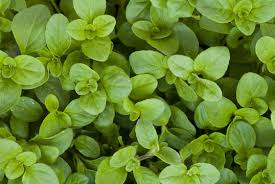 Image result for Majoran