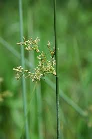 Attēlu rezultāti vaicājumam “Juncus bulbosus leaf”