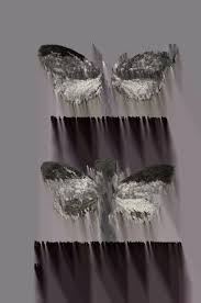 Attēlu rezultāti vaicājumam “Proutia betulina”