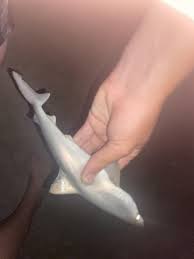 Image result for Rhizoprionodon terraenovae