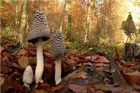 Image result for coprinus