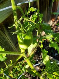 Afbeeldingsresultaat voor caspian pink tomato