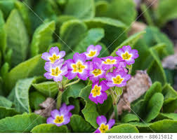 Attēlu rezultāti vaicājumam “Primulaceae”