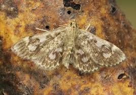 Attēlu rezultāti vaicājumam “Anania coronata”