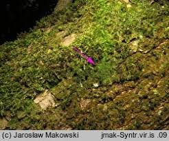 Attēlu rezultāti vaicājumam “Syntrichia virescens”