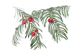 Attēlu rezultāti vaicājumam “Taxus baccata fruit”