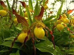 Attēlu rezultāti vaicājumam “Cypripedium calceolus flower”