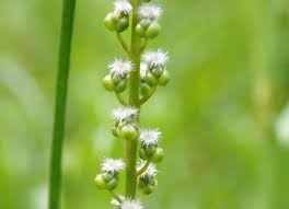 Attēlu rezultāti vaicājumam “Triglochin palustre flower”