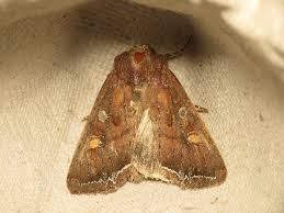 Attēlu rezultāti vaicājumam “Lacanobia oleracea”